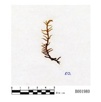 藏品(赤莖苔)的圖片